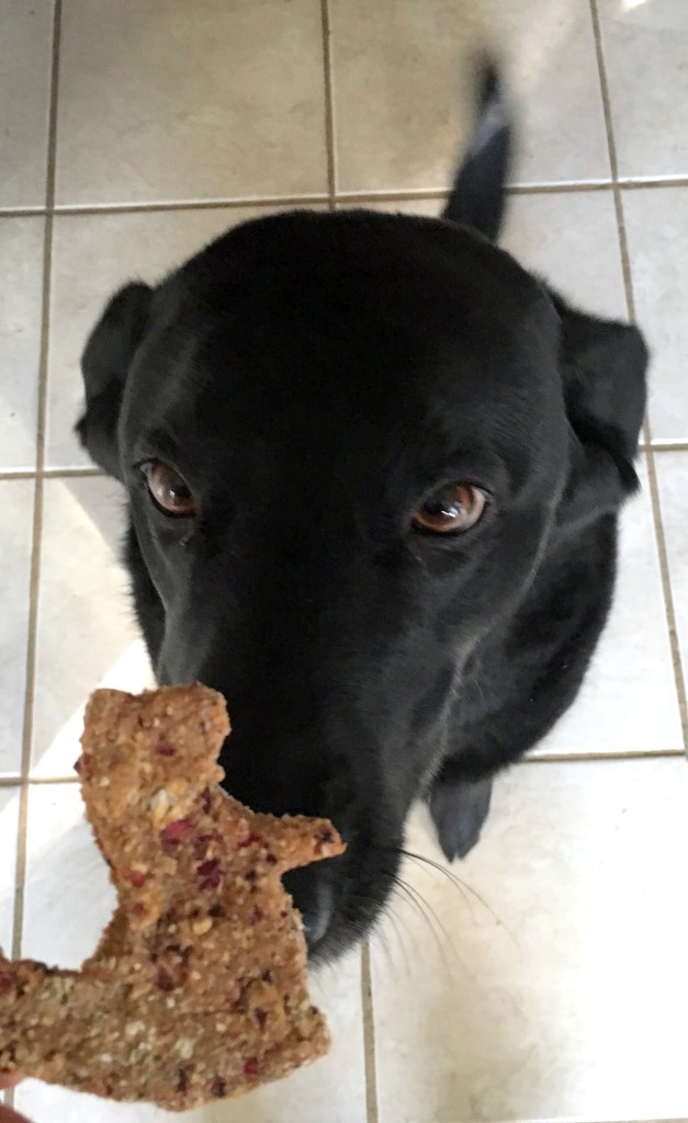 A black lab begging for a dog treat