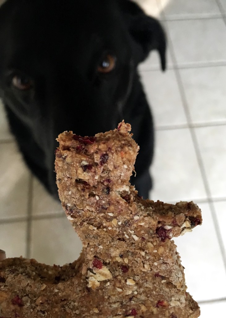 A black lab begging for a Honey, Oat, and Cranberry Dog Treat