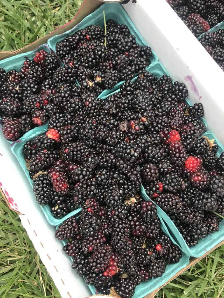 A tray full of marionberries (blackberries)