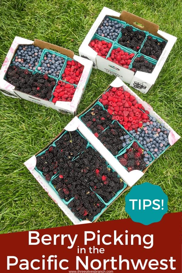 Pin image for Berry Picking in the Pacific Northwest (Sauvie Island, Portland, Oregon) of berry trays with title at bottom
