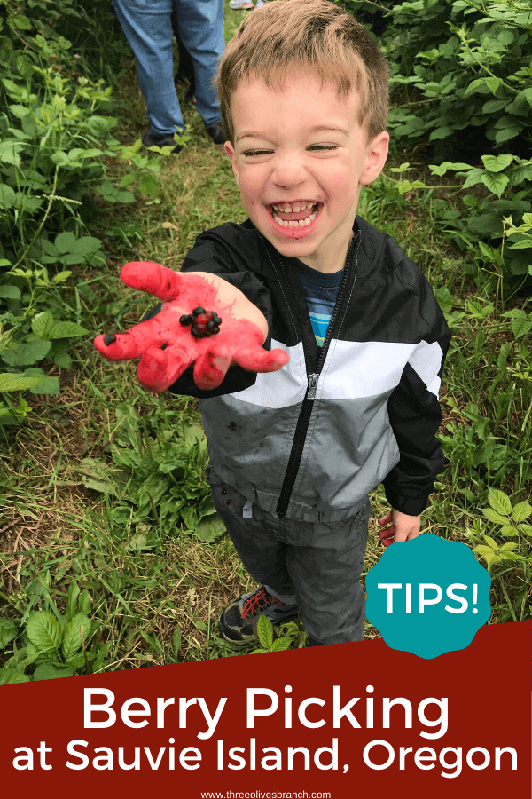 Pin image for Berry Picking in the Pacific Northwest (Sauvie Island, Portland, Oregon) of a boy laughing holding a berry