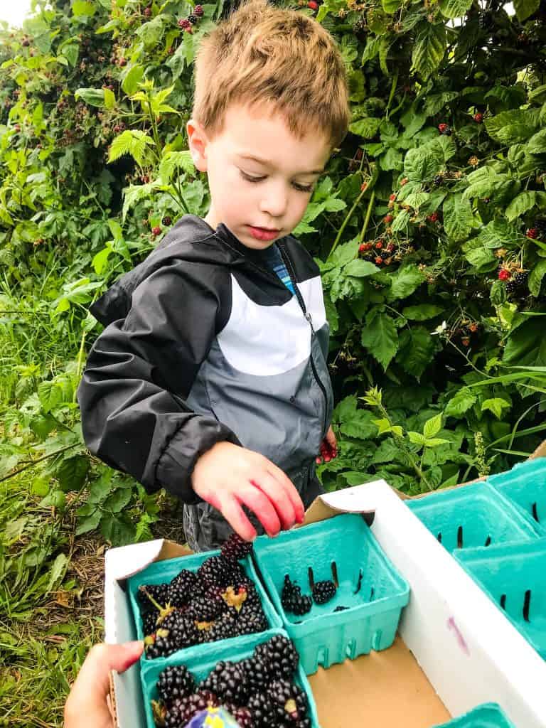 A kid picking berries from a bush