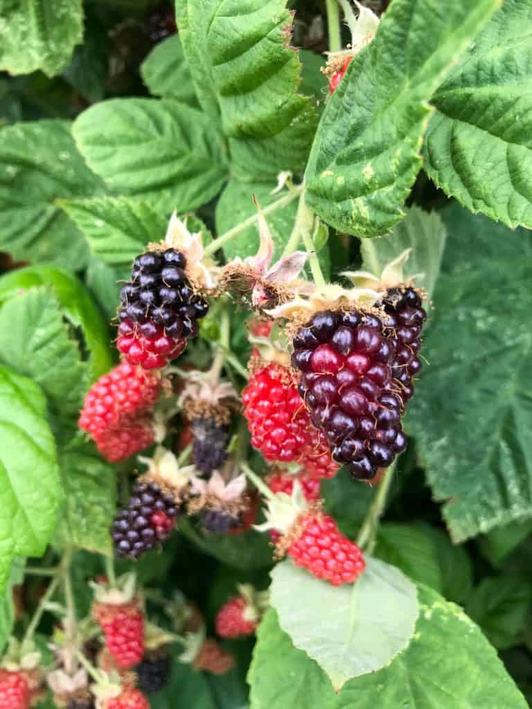 Blackberries on a bush