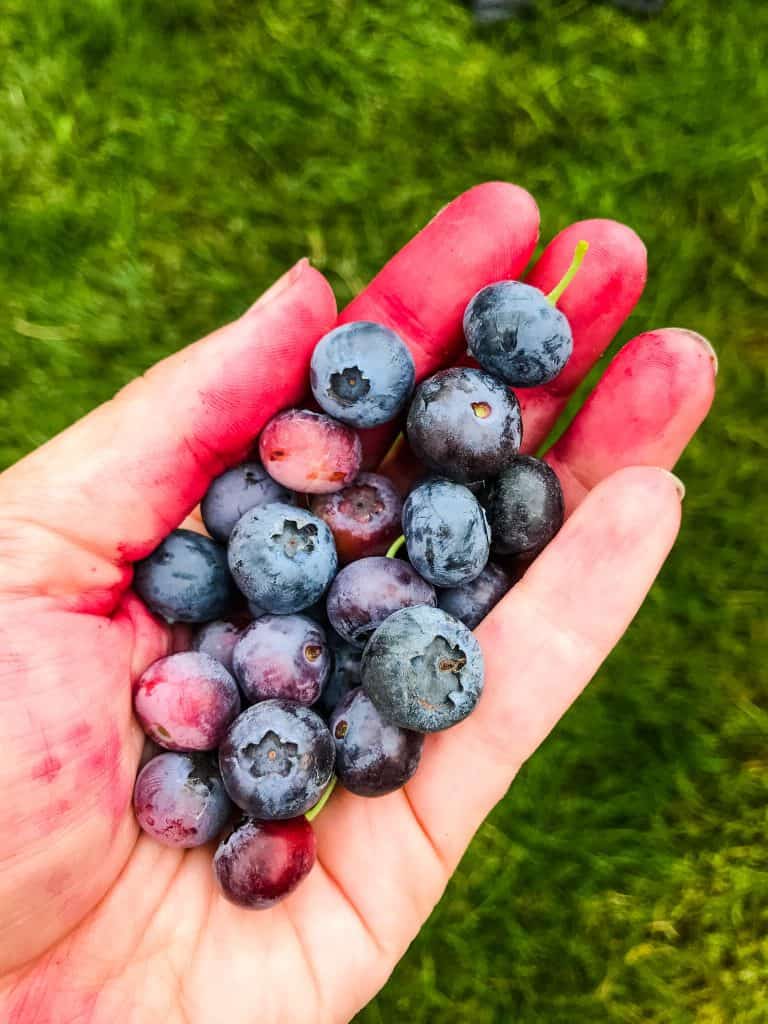 A hand holding blueberries