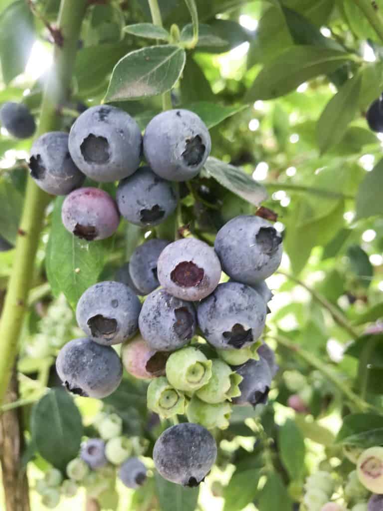 A close up of blueberries cluster on a bush