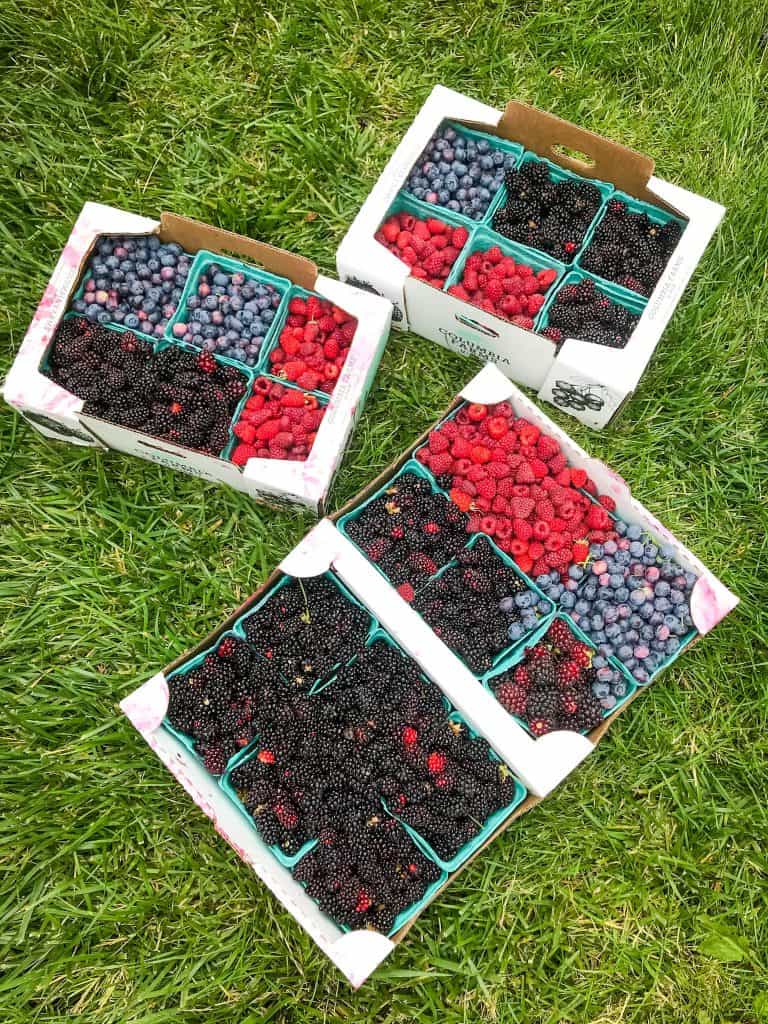 Trays full of blackberries, blueberries, and raspberries