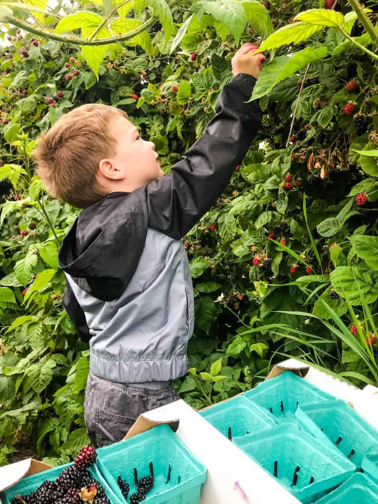 A boy pulling a berry off a bush Berry Picking in the Pacific Northwest (Sauvie Island, Portland, Oregon)