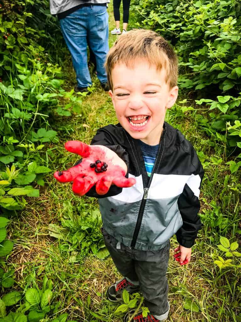 A kid holding a berry in the fields Berry Picking in the Pacific Northwest (Sauvie Island, Portland, Oregon)