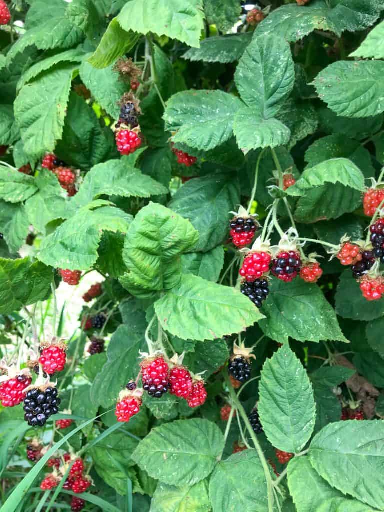 A marionberry bush with berries ripening for Berry Picking in the Pacific Northwest (Sauvie Island, Portland, Oregon)