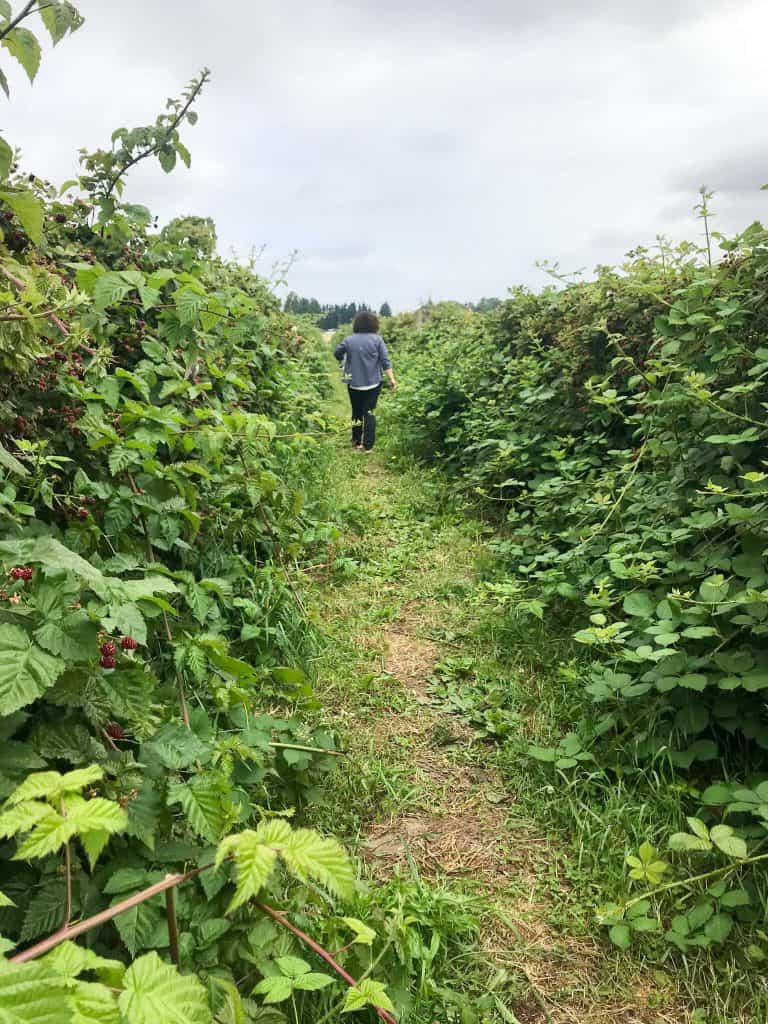 Wandering the berry bushes in Sauvie Island, Portland, Oregon