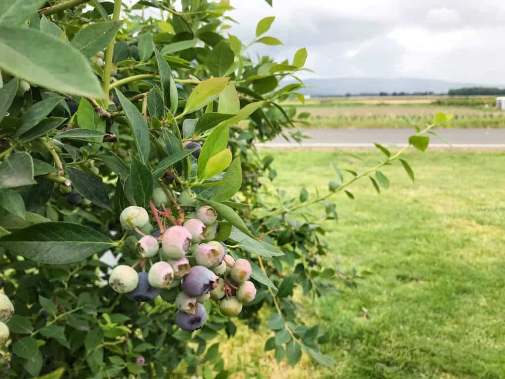 A blueberry bush on a farm for Berry Picking in the Pacific Northwest (Sauvie Island, Portland, Oregon)
