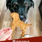 Pin of A black lab wanting a Banana Peanut Butter Dog Treat with title at bottom
