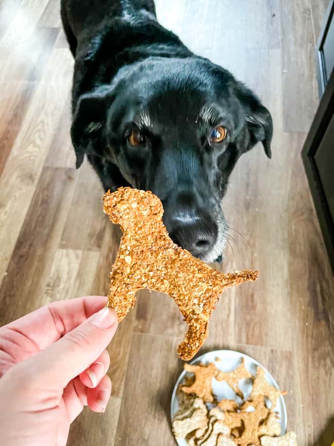 A black lab looking up at a hand holding a Banana Peanut Butter Dog Treats