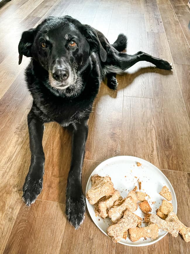 A black lab sitting next to a plate of the oat treats