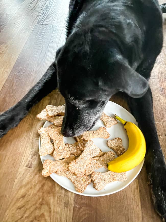 A black lab eating oat treats off a white plate