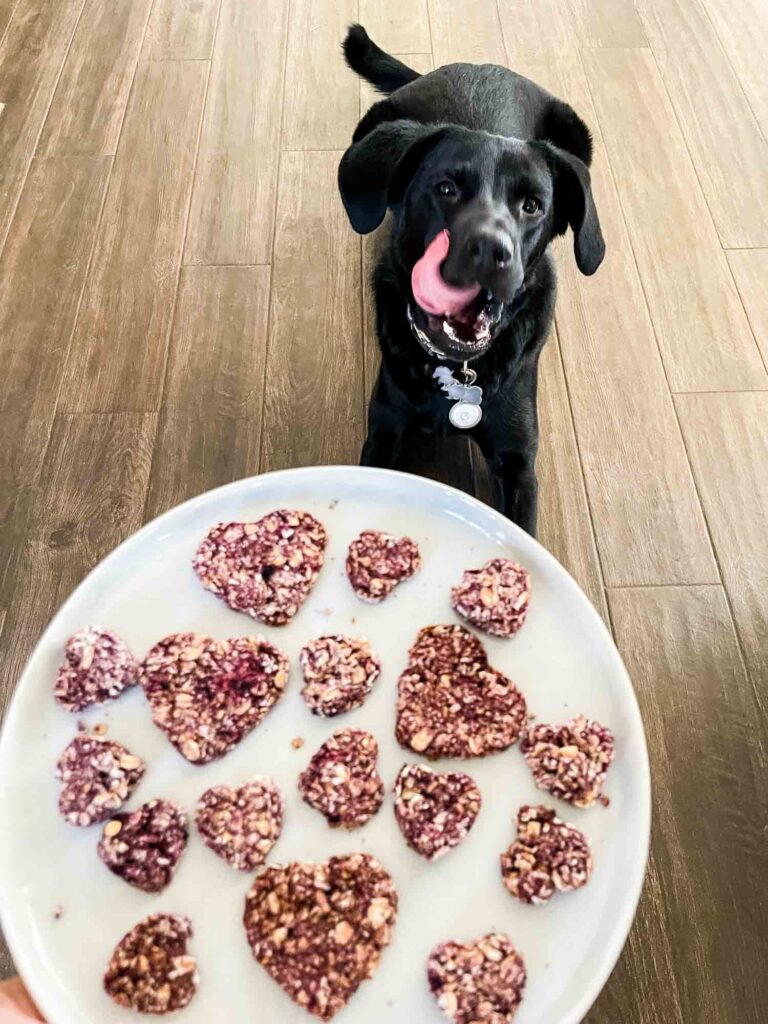 A black lab licking their lips behind a plate of Crunchy Berry Parfait Dog Treats.