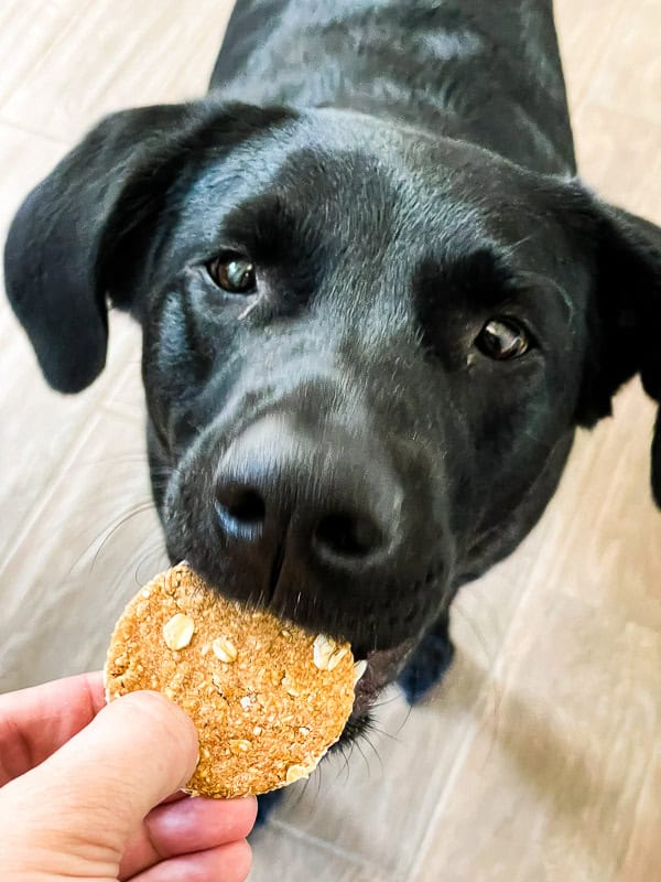 A black lab taking a Peach Crisp Dog Treat from a hand.